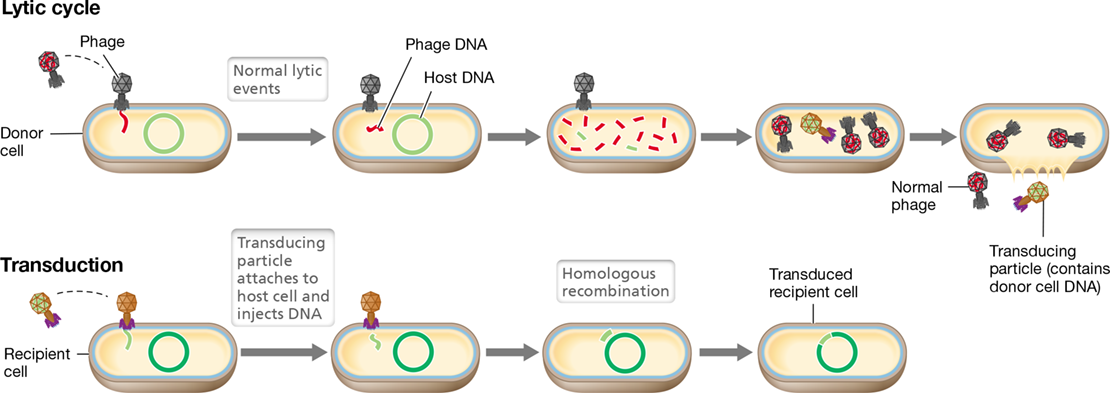 <p>host DNA mistakenly packaged into phage head</p>