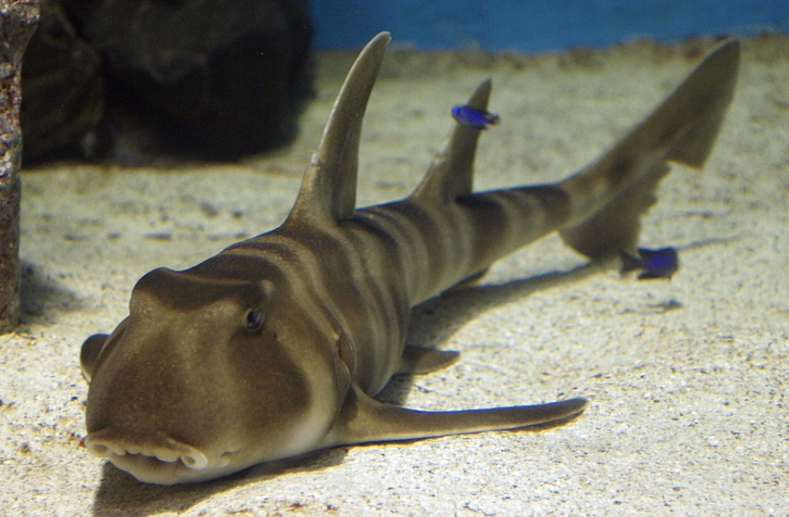 <p>bullhead sharks (horn sharks)</p><p>Key traits:</p><ul><li><p>9 species</p></li></ul><ul><li><p><span style="color: rgb(252, 253, 250);">2 dorsal fins with spines; blunt head; crests above eyes; up to 1 m long<br>• heterodont teeth (graspers &amp; grinders): eat hard-shelled invertebrates<br>• oviparous: screw-shaped keratin egg cases</span></p></li></ul><p></p>