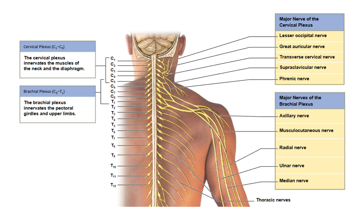 <p>What are the major nerves of the cervical and brachial plexuses, and what areas do they innervate?</p>