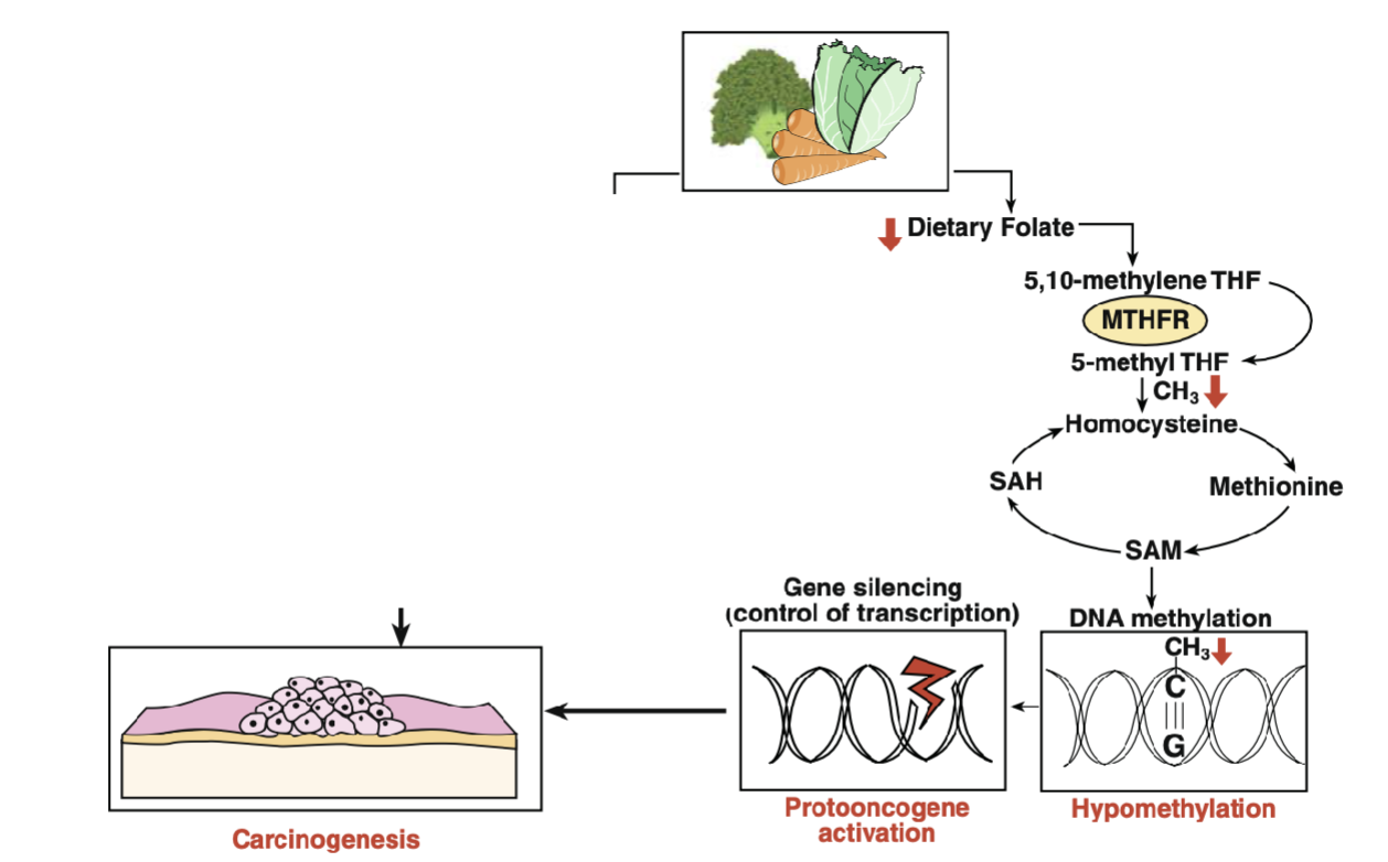 <p>S-Adenosyl-Methionine Deficiency</p><ul><li><p>Folate provides the methyl group that is added onto homocysteine to make methionine &amp; vitamin B12 is the cofactor for the enzyme methionine synthase</p></li><li><p>Methionine is subsequently converted to S-Adenosyl-Methionine(SAM), which is utilized by DNA methyltransferase enzyme to methylate DNA</p></li><li><p>DNA methylation is an important mechanism of silencing gene expression by shutting down transcription of genes</p></li><li><p>Folate Deficiency limits SAM synthesis leading to hypomethylation of DNA which lead to inappropriate expression of gene</p></li></ul><p></p>