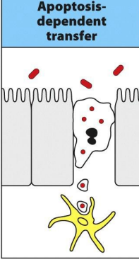 <p><span style="font-family: Times New Roman, serif">How mononuclear cells located in the lamina propria capture antigens from the intestinal lumen? (step 3) </span></p><p></p>