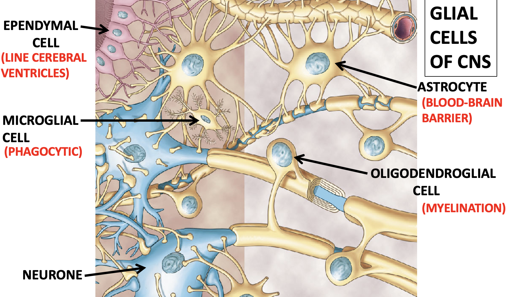 **Astrocyte**- form part of the blood brain barrier

**Oligodendroglial cell-** myelination

**Endymal cells**- line of cerebral ventricles (line the fluid filled spaces)

**Microglial cells**- phagocytic cells (defensive cells)

                                 -attack and destroy invading cells