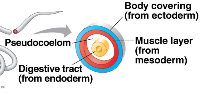 <p>Mesoderm and endoderm don’t touch (There is a gap between the two</p>