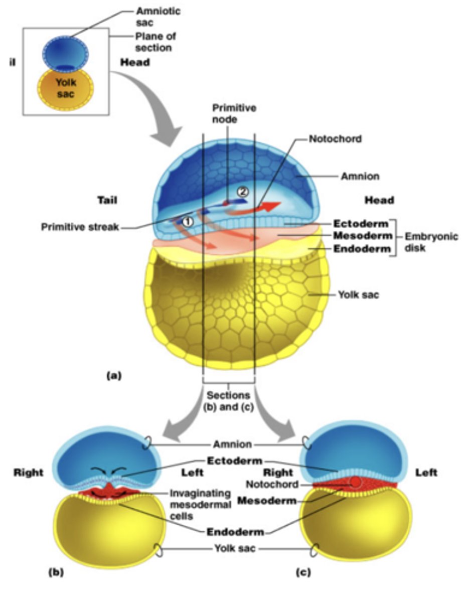 <p>Cells between epiblast and endoderm. Next group of migrating cells.</p>