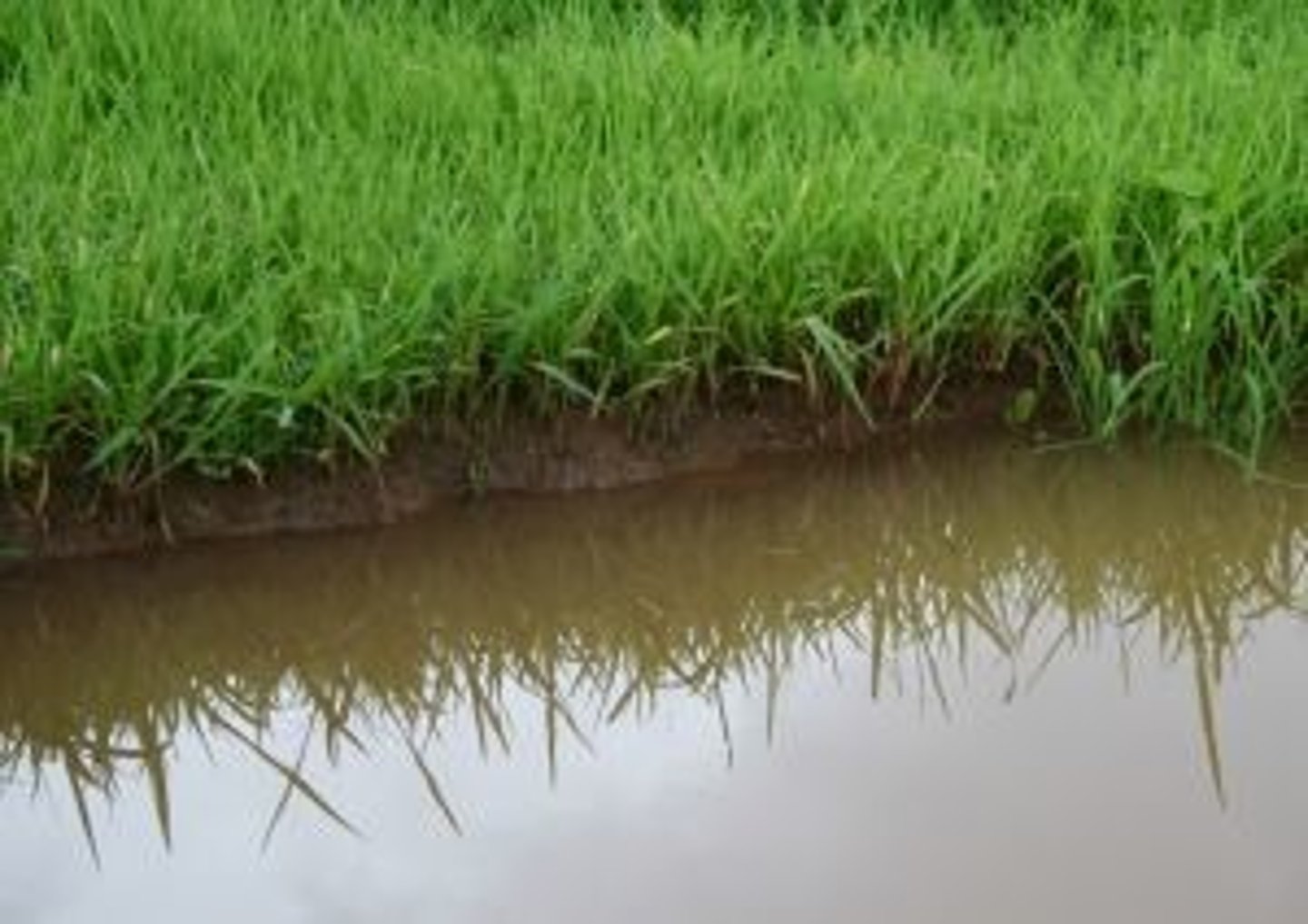 <p>A mixture that has a variety of particle sizes in it that will settle on the bottom when not mixed.</p>