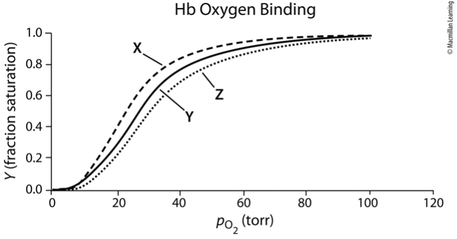 <p>Exam 1A-32</p><p>Consider the oxygen-binding profile at three different pH values of 7.6, 7.4, and 7.2.Which statement is MOST accurate?</p><p></p><p>a. Curve X most likely corresponds to pH 7.2.</p><p>b. Curve Z most likely corresponds to pH 7.6.</p><p>c. Hb has a higher affinity for oxygen at the pH of curve Z.</p><p>d. Curve Y most likely corresponds to pH 7.4.</p><p>e. pH has no effect on oxygenation of hemoglobin</p>