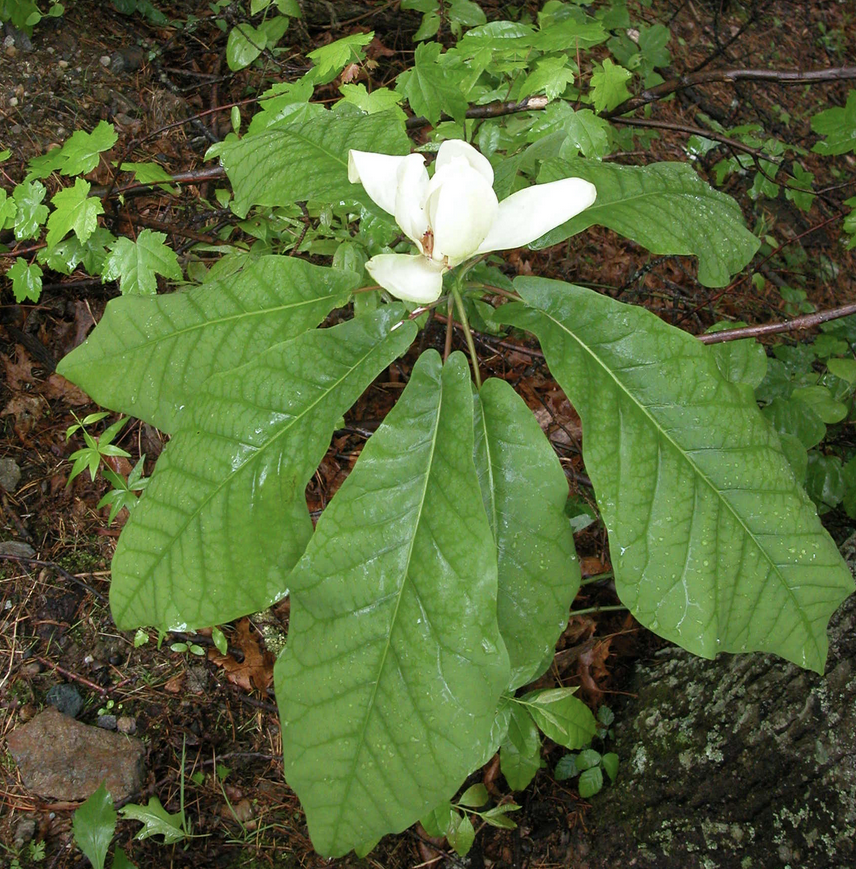 <p><em>Magnolia macrophylla</em></p><p>Magnoliaceae</p>
