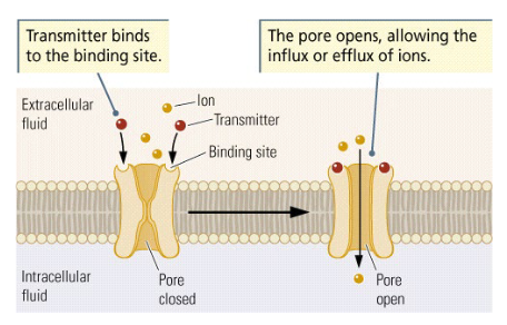 <p>tropic ~ moving forward / guiding.</p><ul><li><p>Binding site for neurotransmitter + ion channel</p></li><li><p><span style="color: red">Fast ~1 ms</span></p></li><li><p><span style="color: red">Direct effect</span>, rapidly change membrane voltage</p></li><li><p>Usually excitatory » may trigger action potential</p></li><li><p>e.g. Na+, K+, Cl- and Ca2+ ligand-gated channels</p></li></ul><p>NB: structure similar to voltage-sensitive channels that propagate action potential.</p>