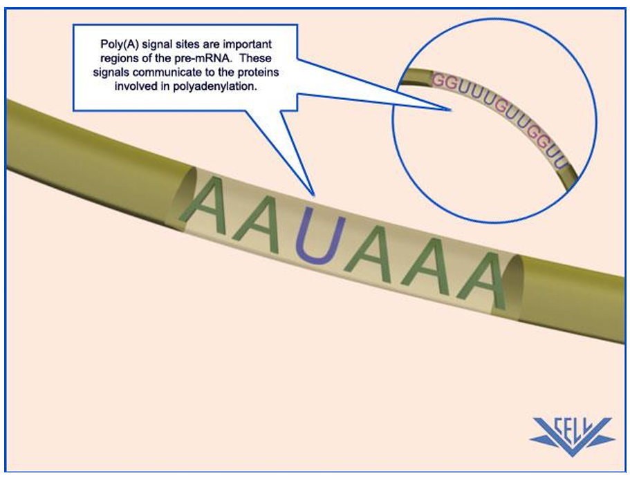 <p><strong>Termination of Transcription</strong></p><p>What does this image illustrate?</p>