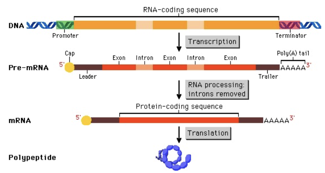 <p>mRNA Protection</p>