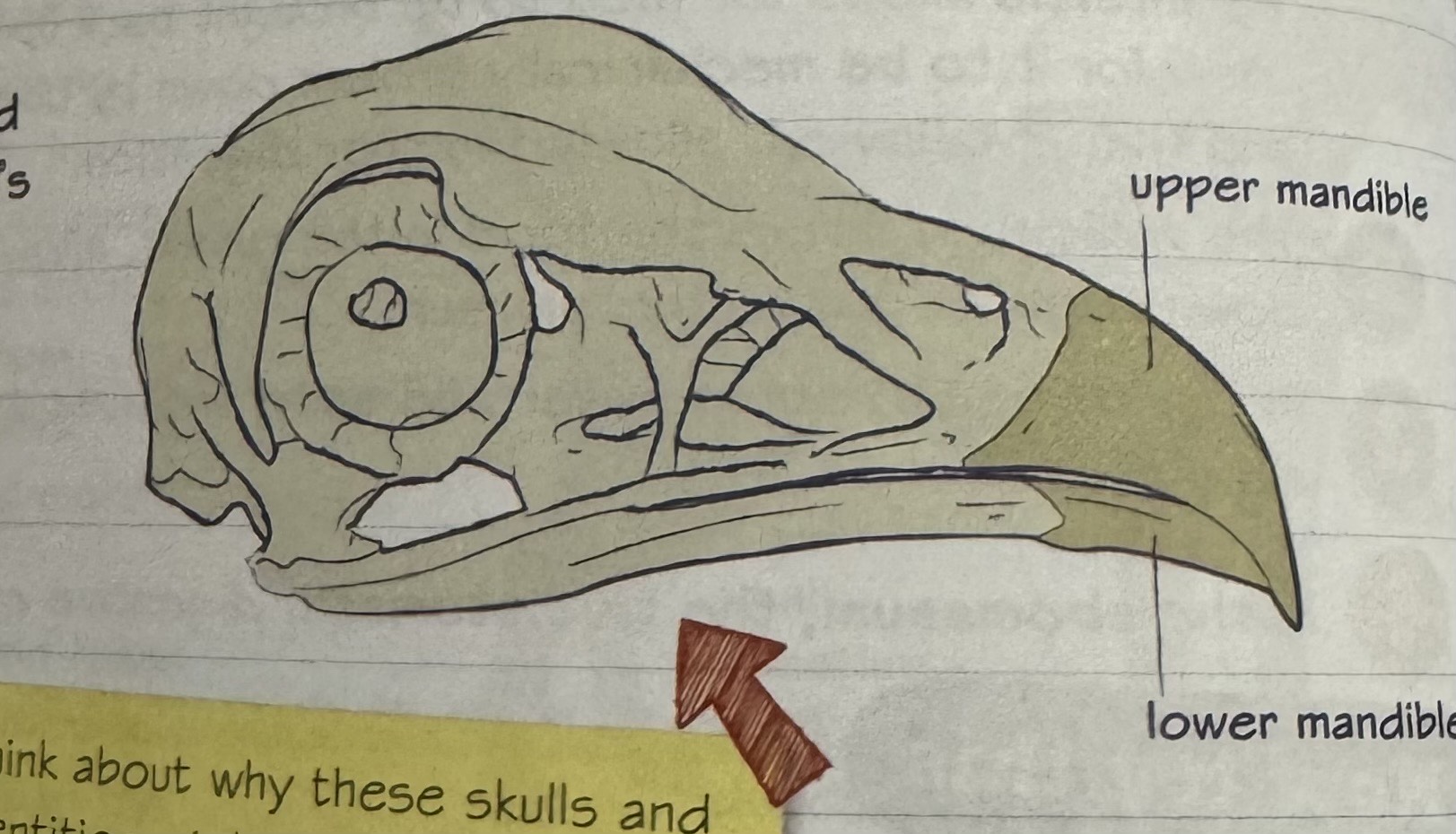 <p>beak - made of bone, keratin and blood vessels</p><p>grow continually -worn down by grooming, rubbing, climbing and feeding</p><p>beak shape - based on adaptations it needs e.g. pelican - large lower beak for scooping fish</p><p>no teeth in mouth as they do not chew food</p>