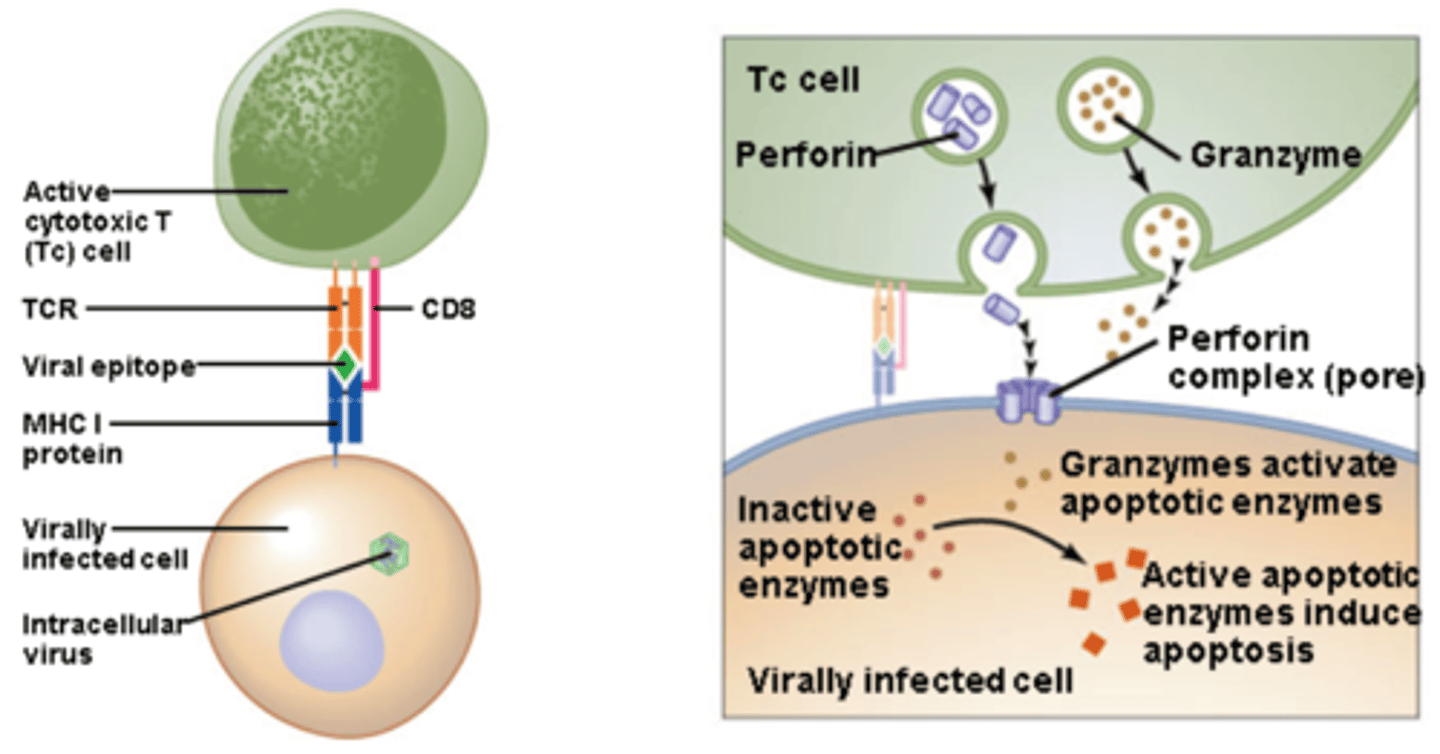 <p>a protein, released by killer cells of the immune system, that destroys targeted cells by creating lesions like pores in their membranes.</p>