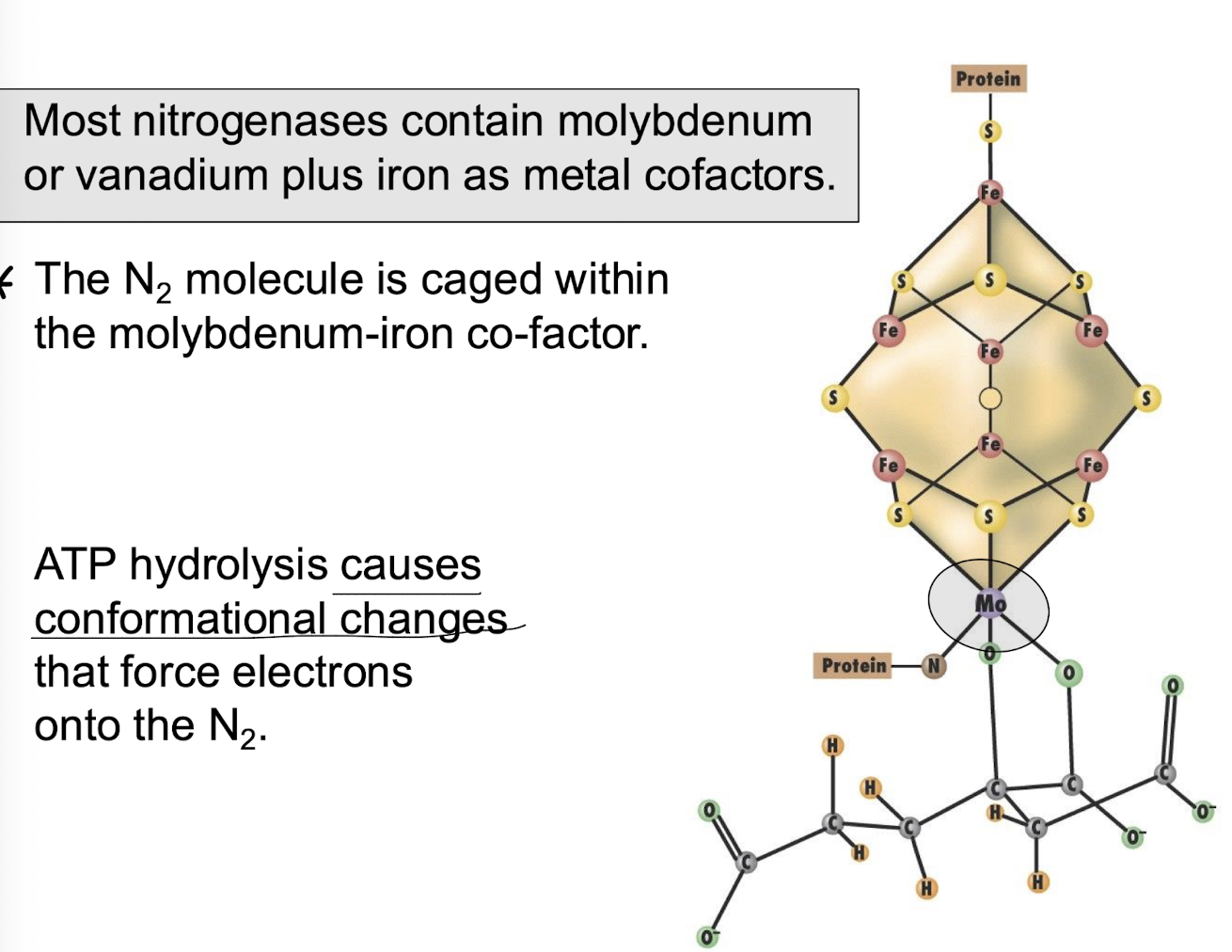 <p><strong><mark data-color="red" style="background-color: red; color: inherit;">Molybdenum with Iron (Fe) </mark>or vanadium, which cages the N<sub>2</sub> molecule with ATP hydrolysis&nbsp;creating conformational changes that force e- onto the N<sub>2&nbsp;</sub>to reduce it to NH3. </strong></p>
