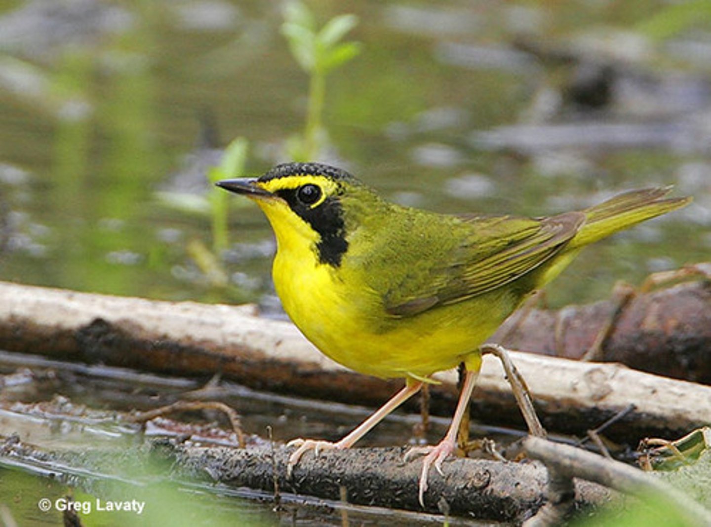 <p>Passeriformes Parulidae</p>