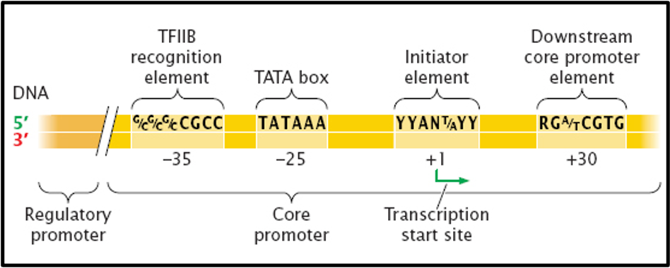 <p>outline initiation </p>