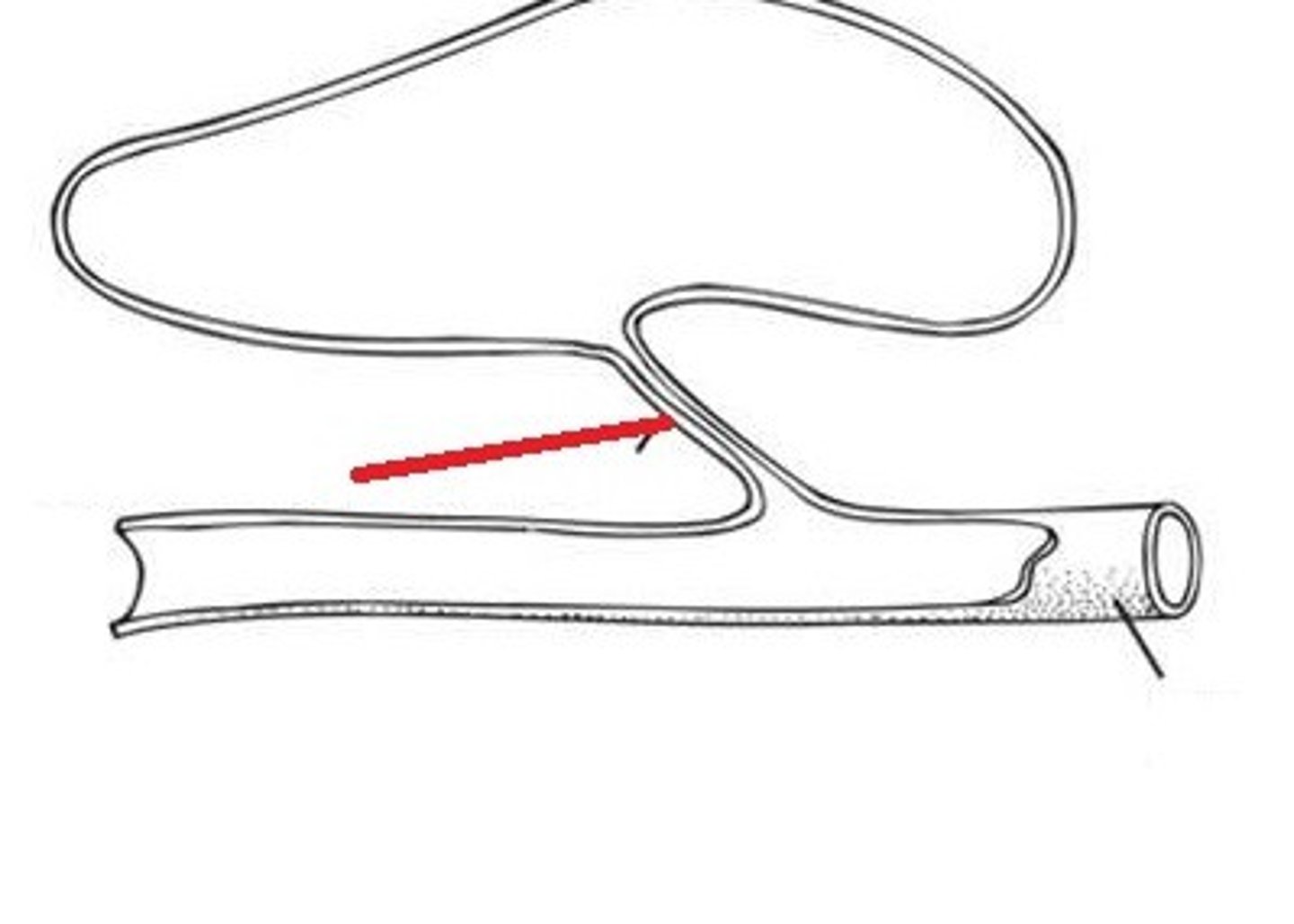 <p>a connective pathway between the gut and gas bladder, that allows air gulped in at the surface to enter it.</p><p>-ONLY in physostomous fishes.</p>