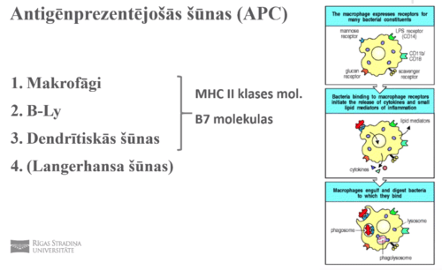 <p>1. Makrofāgi</p><p>2. B-Ly</p><p>3. Dendrītiskās šūnas</p><p>4. (Langerhansa šūnas) - nav B7 molekulas, nevar saistīties ar CD4 šūnām un aktivēt tās</p><p>- spēj satvert antigēnu un aiztransportēt uz limfmezglu, tur lang. nobriest par dendrītisko šūnu</p><p>pirmās 3 = īstās APC</p><p>virsmā obligāti ir B7 molekulas (dod otru kontakta signālu, kad MHC piesaistās, šī arī piesaistās)</p><p>MHC2 klases molekulas</p>