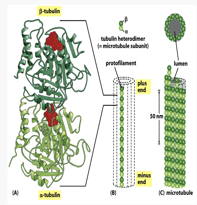 <ul><li><p>hollow, non-branching cylinders</p></li><li><p><span>Heterodimer made of alternating globular tubulin molecules</span></p></li><li><p><span>Alpha tubulin at “minus” end</span></p></li><li><p><span>Beta tubulin at “plus” end</span></p><ul><li><p><span>Each beta-tubulin globule is bound to GTP</span></p></li></ul></li><li><p><span>Each microtubule made of 13 parallel protofilaments</span></p></li><li><p><span>§Dynamic structures</span></p><ul><li><p><span><strong>“Plus” end is growing</strong></span></p></li><li><p><span>“Minus” end is non-growing</span></p></li></ul></li></ul><p></p>