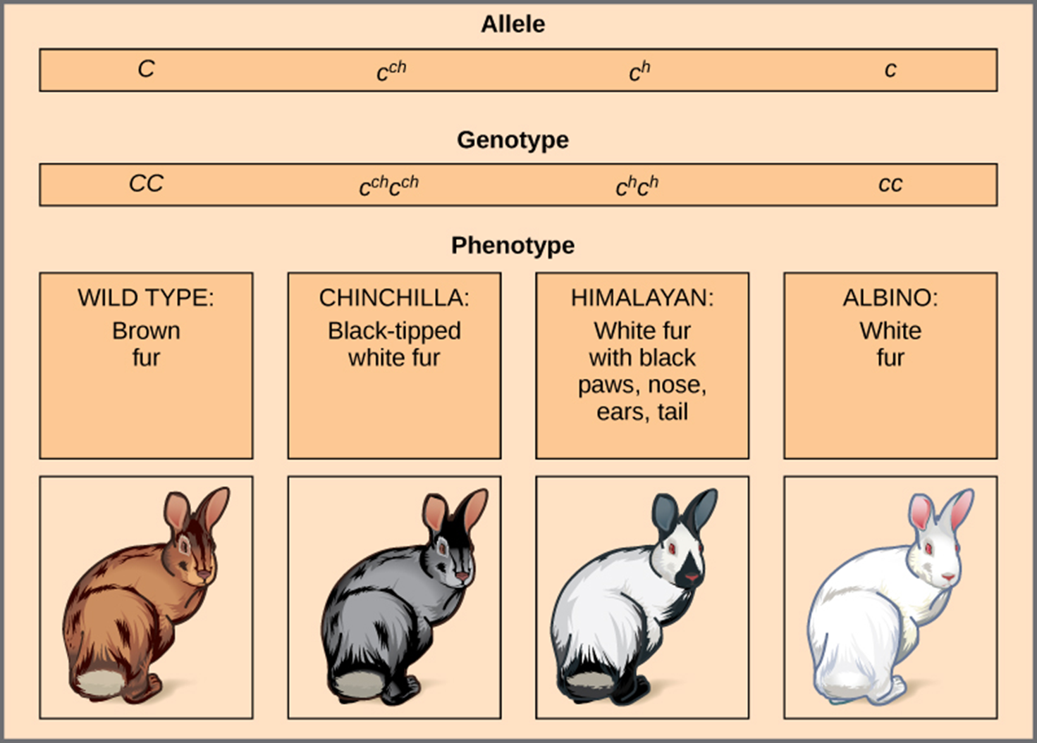 <p><span>Not all traits are controlled by simply two alleles. Some traits have more than two alleles that can dictate the phenotype.</span></p>