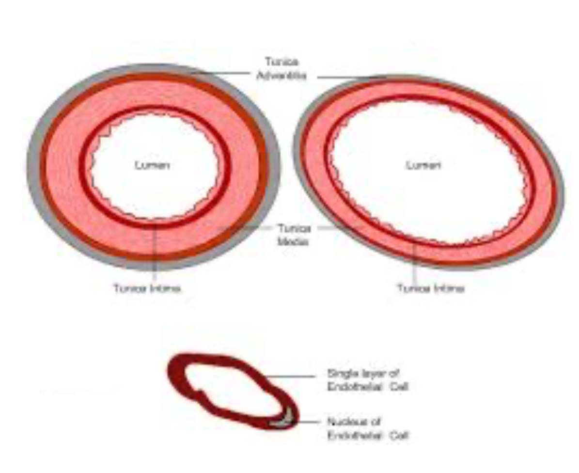 <p>What blood vessel has the biggest Lumen?</p>