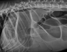 <p><span style="background-color: transparent;"><strong><span>Intestinal Obstruction</span></strong></span></p>