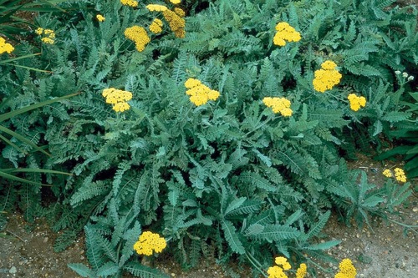 <p>foliage rot common; silver foliage; forms clumps; smell leaves; cut flower; dry infertile soil; more compact</p><p>leaves: fern like; pennately divided; more width to foliage</p><p>bloom: 2-3" bloom; looks like disc</p>