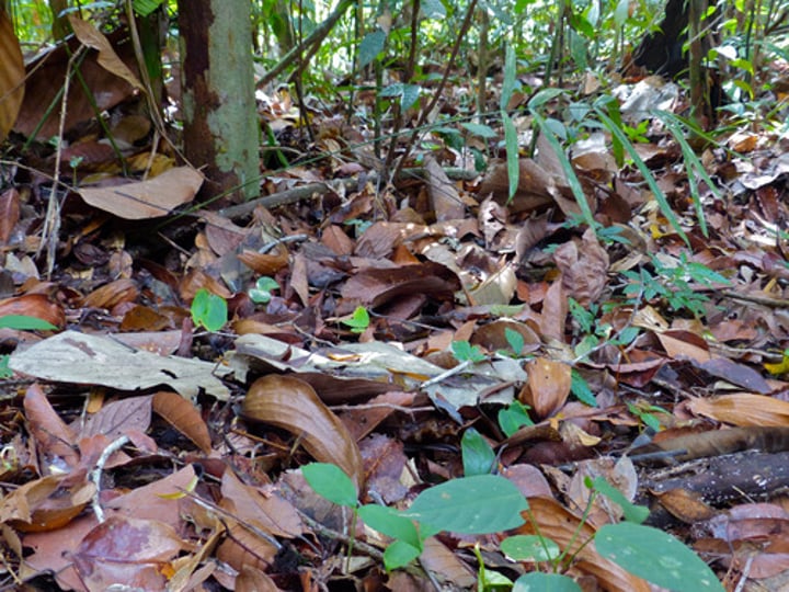 <p>Organic matter from leaf litter and dead or decaying organisms - inorganic matter from parent material (rock), precipitation and energy</p>