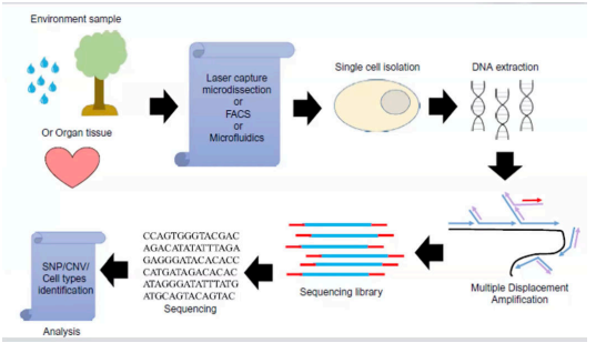 <ul><li><p>is a <strong><u><span style="color: yellow">cutting-edge molecular technique</span></u></strong> that allows for the <strong><u><span style="color: yellow">analysis of individual cells at the genomic, transcriptomic, or epigenomic</span></u></strong> level.</p></li><li><p>Unlike traditional bulk sequencing methods, which analyze populations of cells together, SCS <strong><em><span style="color: yellow">provides insights into the genetic molecular characteristics of individual cells within a heterogenous sample.</span></em></strong></p></li></ul><p></p>
