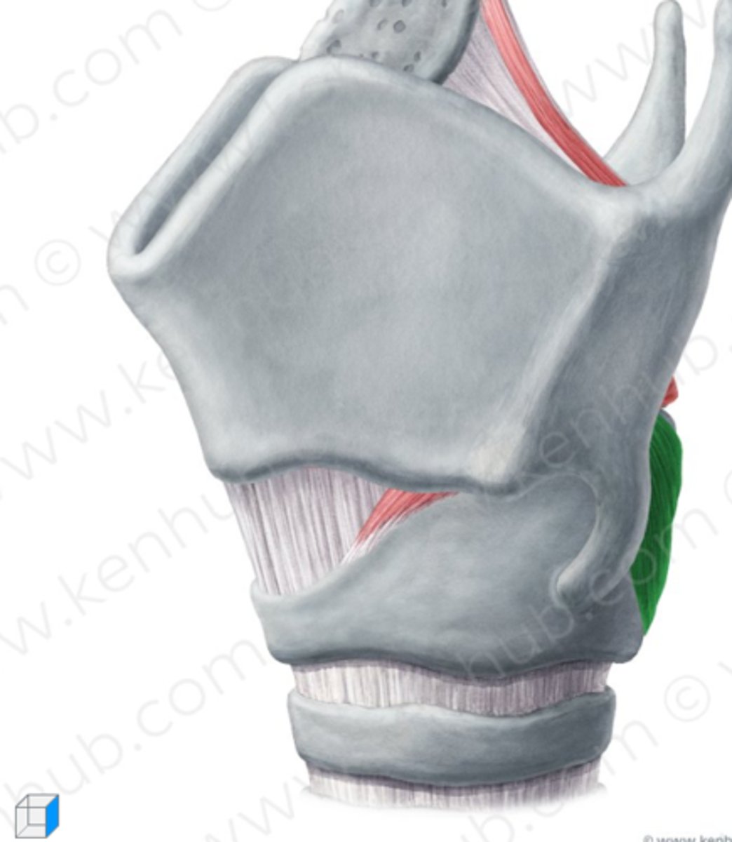 <p>functies: openen glottis en produceren van verschillende klanken</p>