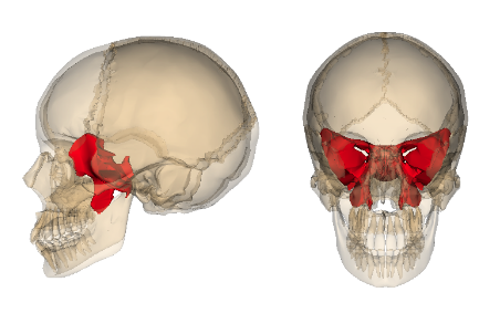 <ul><li><p>Lies in middle part of base of skull</p></li><li><p>Articulates with all other cranial bones &amp; holds them together</p></li></ul><p></p>