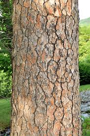 <p>Leaf: needle, short</p><p>Cone: tiny</p><p>Bark: large deep, blocky plates, more square than elongated</p>