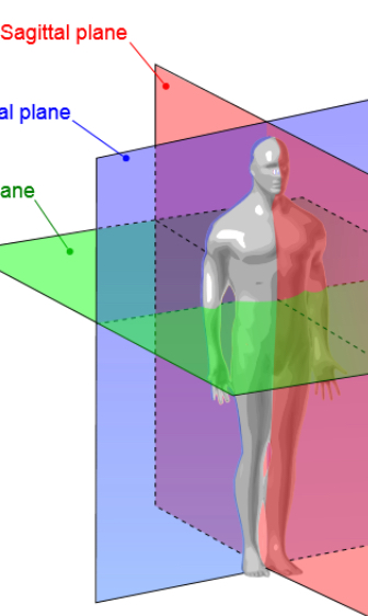 <p>Sagittal plane </p>