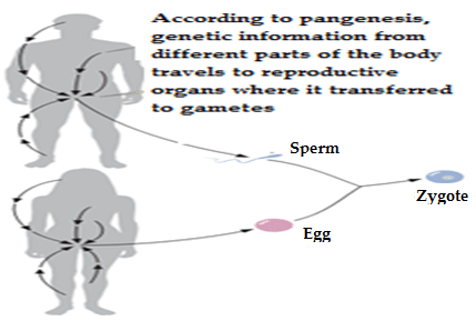 <p>Model of inheritance of genetic information proposed by Darwin</p><ul><li><p>All parts of the body produce small bits “gemmules” that go through the blood system and collect reproductive organs to be transferred to gametes</p></li></ul><p></p>