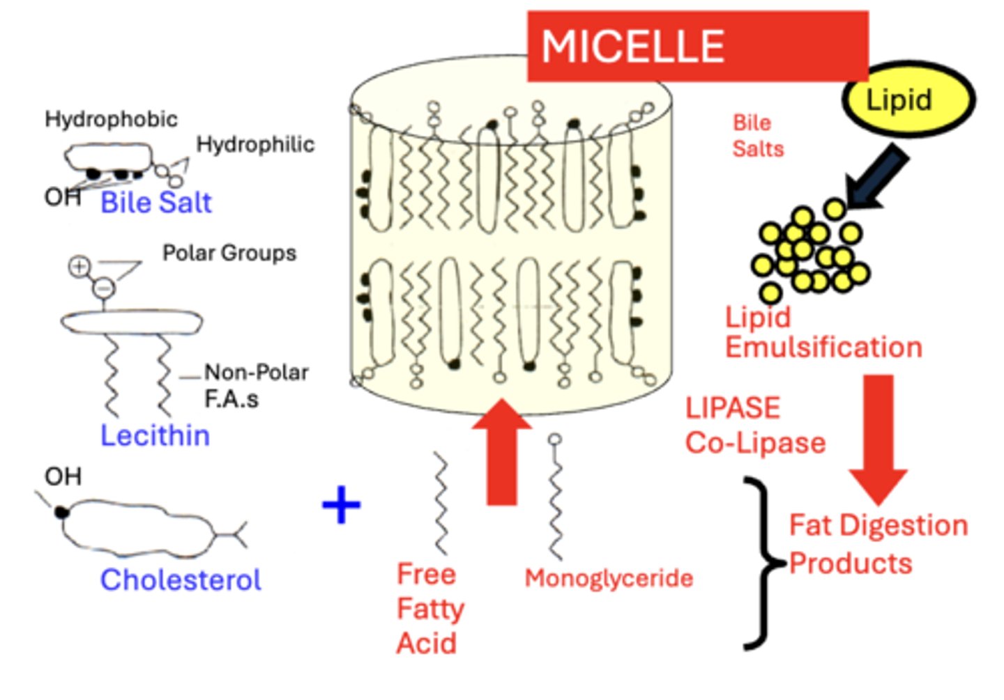 knowt flashcard image