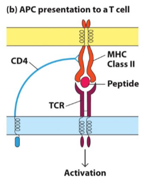 <p>They are the 'generals' of the immune response, helping to activate CD8+ T cells, B cells, macrophages, and other immune cells, and regulating immune responses by producing various cytokines.</p>