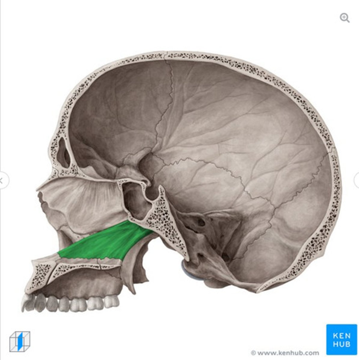 <p>What bone is this?</p>
