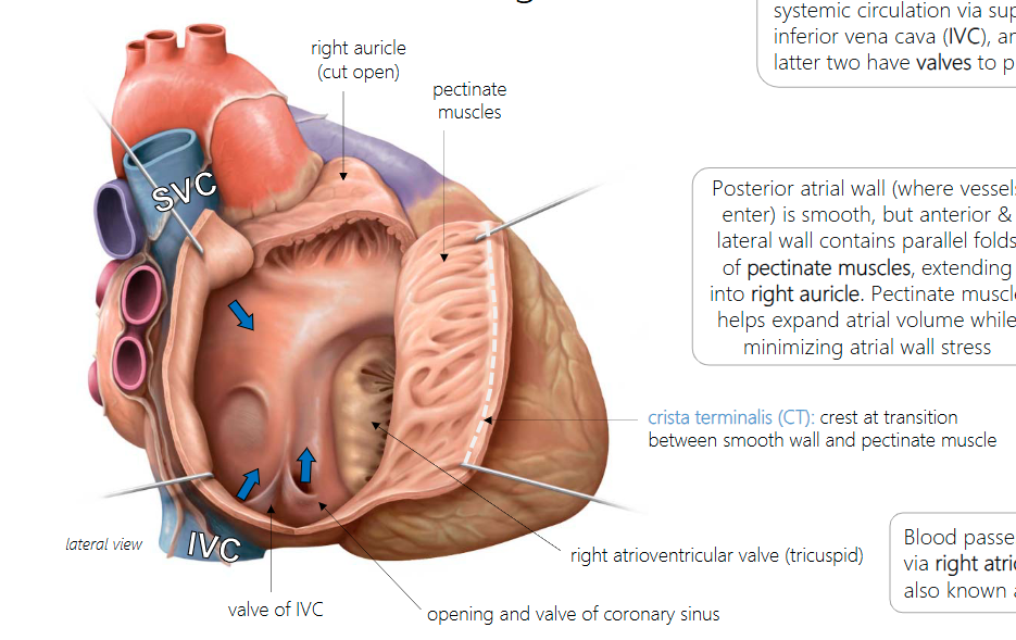<p>Pectinate muscle helps expand atrial volume while minimizing atrial wall stress</p>