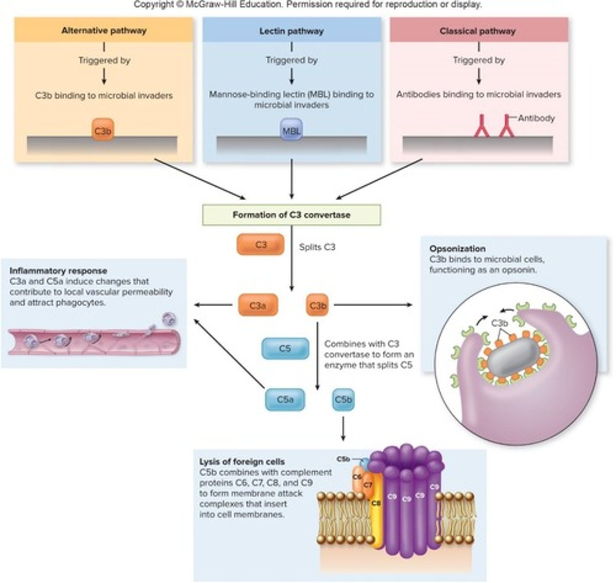 <p>A series of proteins that circulate in blood and are activated to destroy invading microbes.</p>