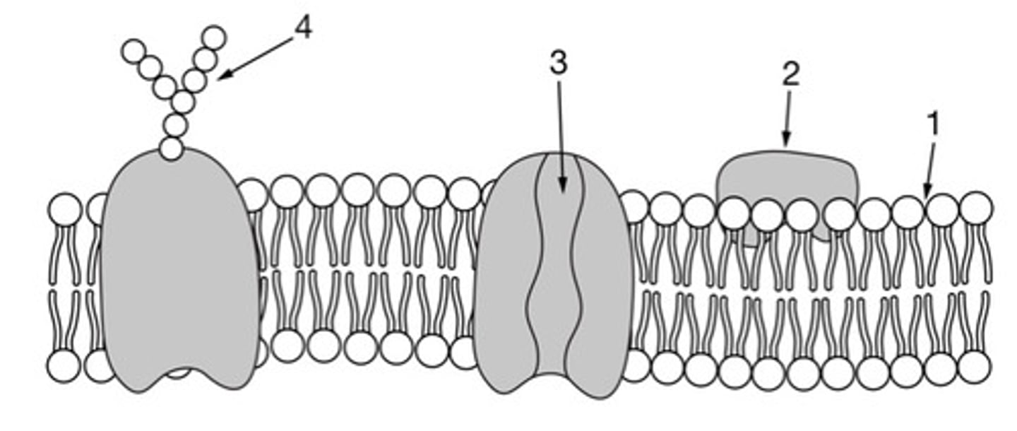 <p>Answer (A): 1, testosterone is nonpolar and can diffuse through the membrane.</p><p>Explanation: Steroids such as testosterone are hydrophobic lipids. Therefore, testosterone can cross the hydrophobic inner region of the phospholipid bilayer.</p>