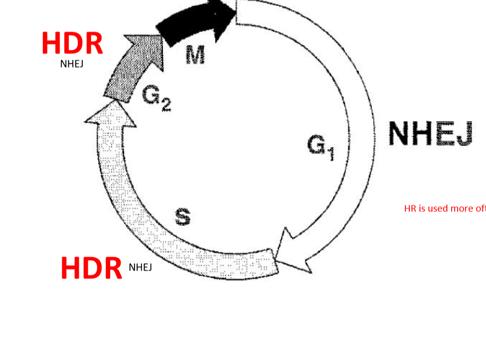 <p>HR dominates in Mid-S to G2 phase</p>