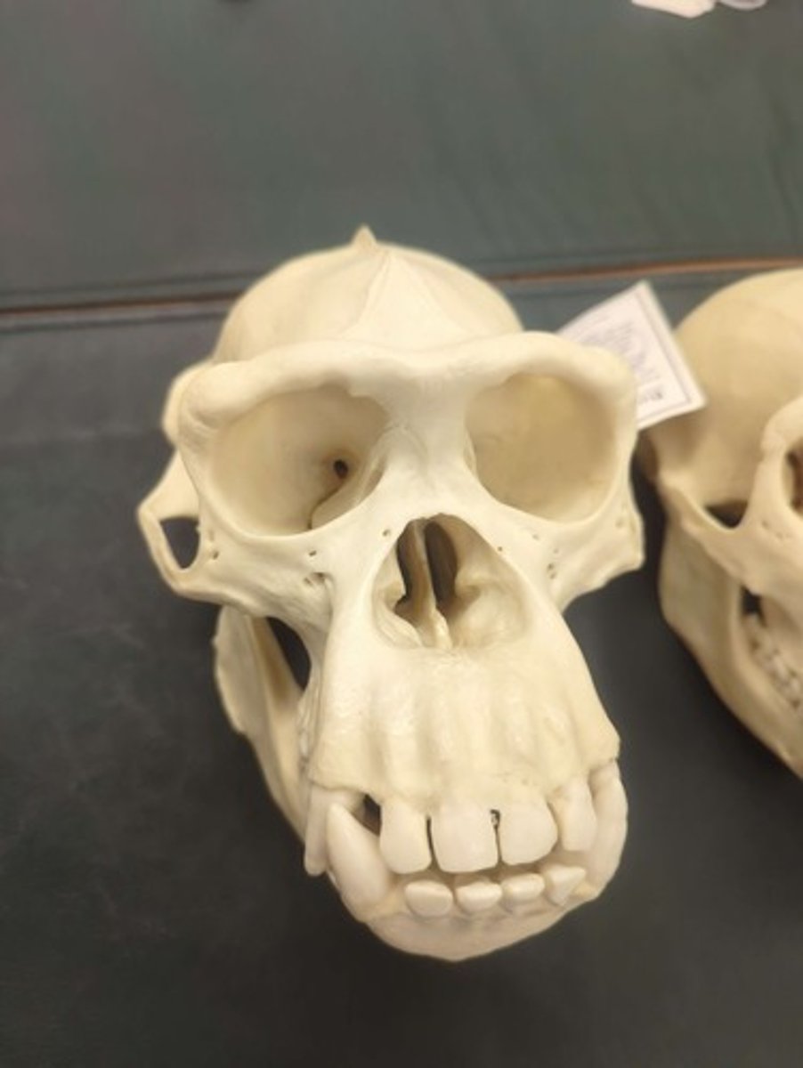<p>What animal is this? Answer with "Skull" after animal name.</p>