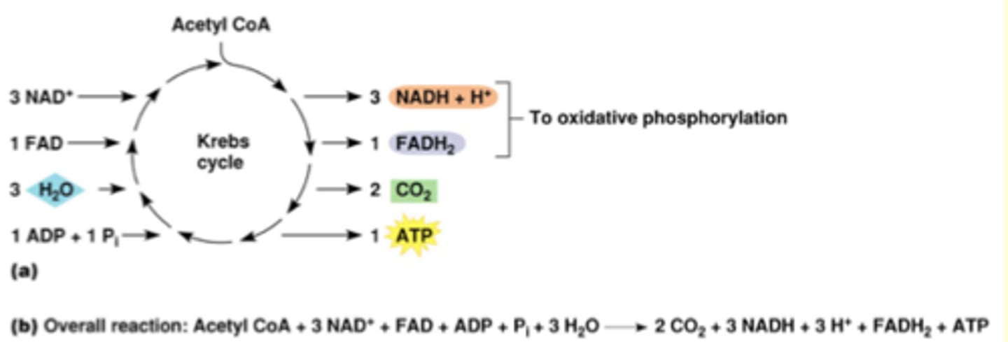 <p>Remember that one molecule of glucose yields 2 molecules of pyruvate (converted to 2 molecules of acetyl coA in linking step)</p><p>therefore</p><p>1 glucose = "two turns" of the Kreb's Cycle</p><p>Resulting in 6 NADH, 2 FADH, 4 CO2 and 2 ATP</p><p>Final product: oxaloacetate + acetyl CoA starts the cycle over again</p><p>Net: 4 ATP per molecule of glucose</p>