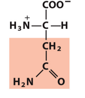 <p>Asn, N</p><p>Hydrophilic/Polar</p>