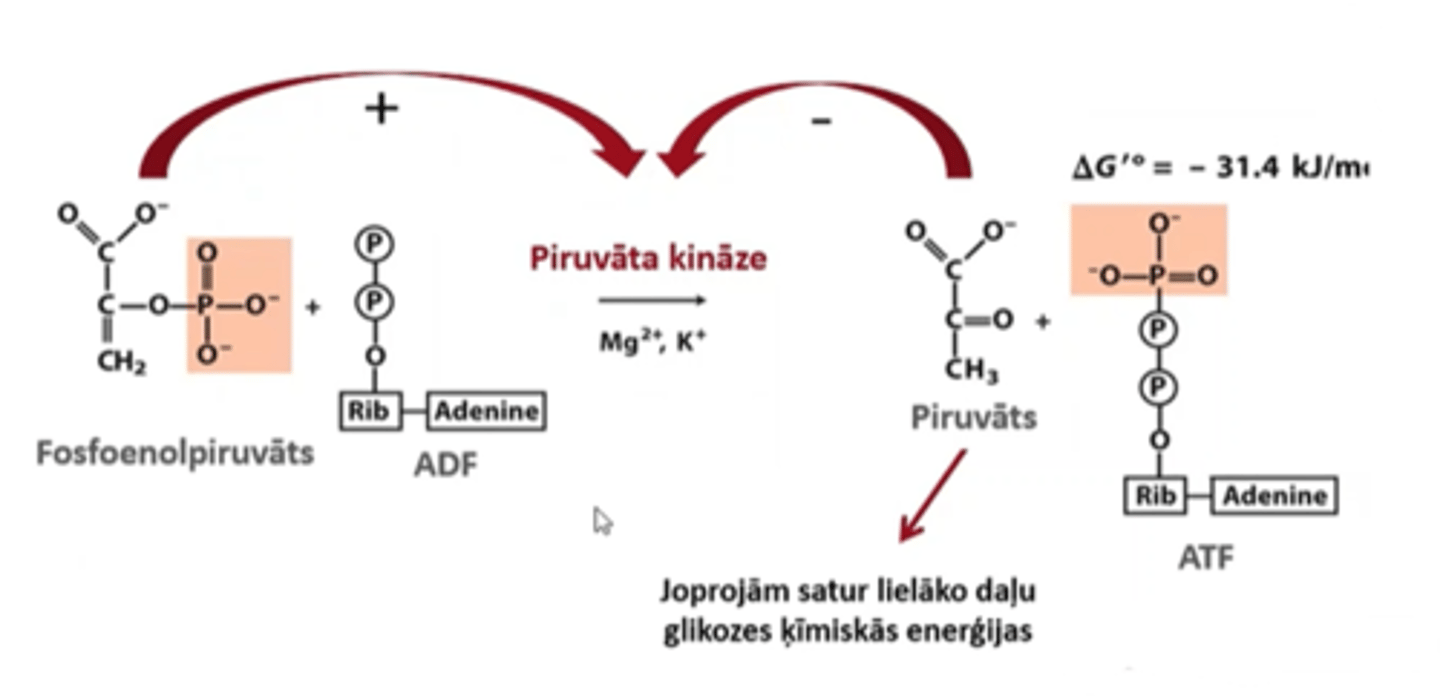 <p>fosfoenolpiruvāts - pozitīvā apsteidzošā regulācija - tas ietekmē piruvāta kināzi</p><p>piruvāts - negatīva atgriezeniskā saite</p>