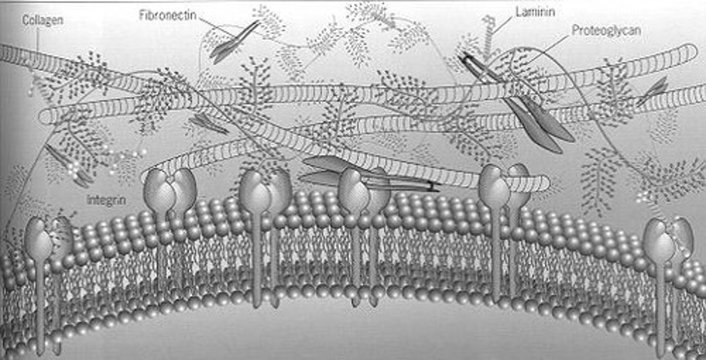 <p>Protein mix surrounding cells, aiding communication.</p>