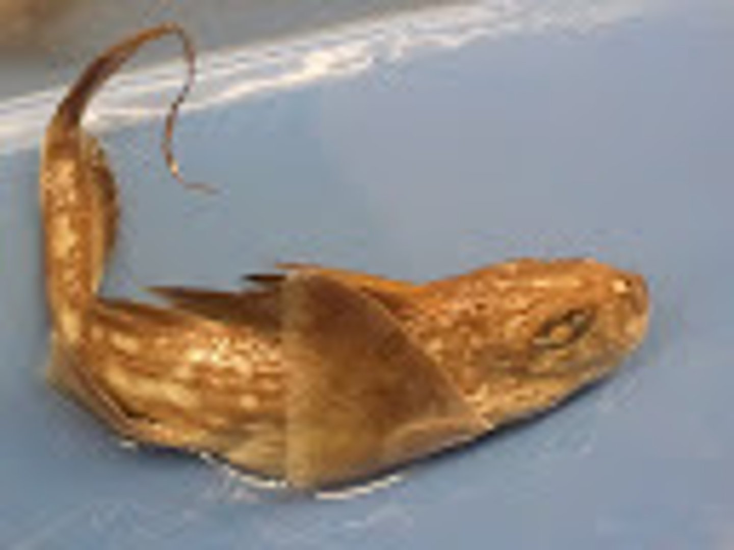 <p>Ratfishes</p>