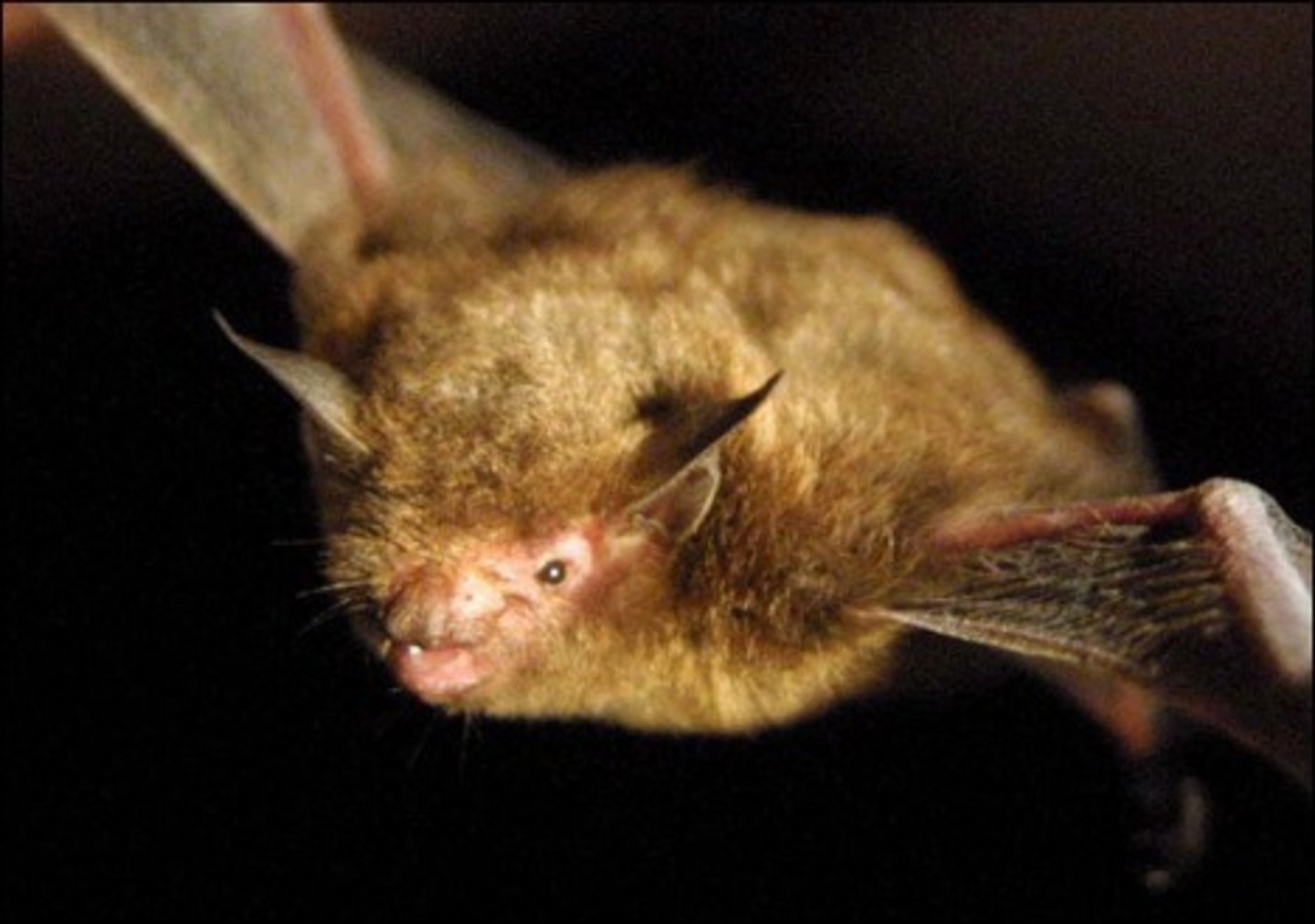 <p>Myotis sodalis</p>