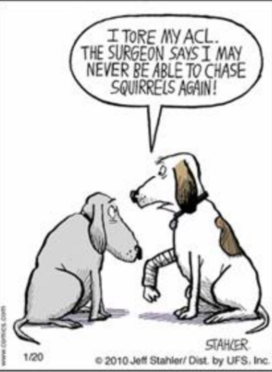 <p>What is inaccurate with the following comic?</p><p>Dogs cannot talk.</p><p>There is no ACL in the dogs.</p><p>All of the above.</p>