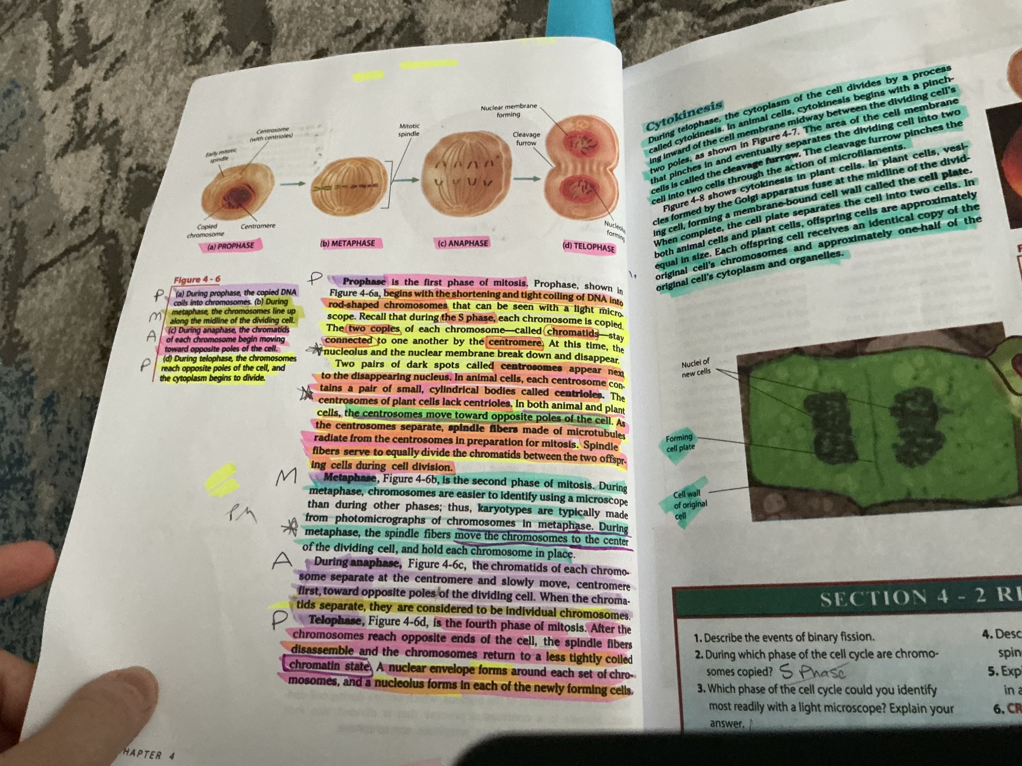<p><span>Mitosis is the division of the nucleus, which occurs during cell divi-sion. Mitosis is a continuous process that is divided into four phases: prophase, metaphase, anaphase, and telophase.</span></p>