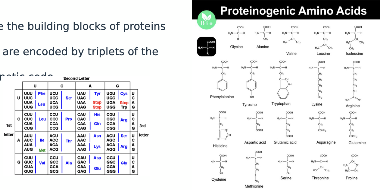 <p>they are the building blocks of proteins</p><p>20 are encoded by triplets of the genetic code </p>